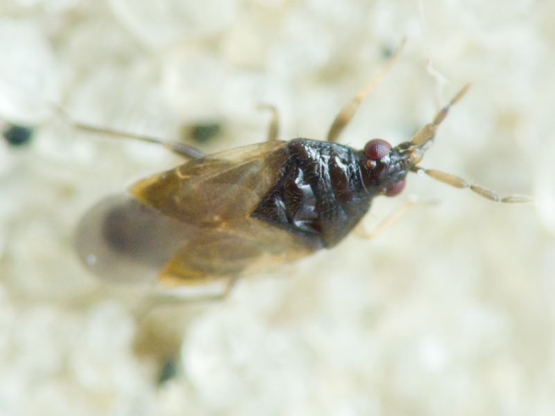Anthocoridae Fieber, 1837